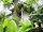 micro Detached small "jungle" house