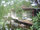 micro Land for sale 4 - 0 - 77 rai