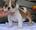 micro bulldog puppies for rehoming