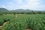 micro FOR SALE: LAND 17RAI 305 TLW, BANGSARAY