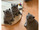 micro British shorthair kittens for sale