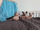 micro Lovely Sphynx Kittens available for sal