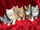 micro Lovely Maine Coon Kittens for sale