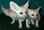 micro Registered Fennec fox for sale