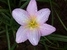 tn 4 Hybrid Zephyranthes Rainlilies
