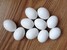 tn 1 Fresh, Fertile Parrot And Parrots Eggs