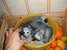 tn 1 Fresh Fertile Parrots and Eggs for Sale