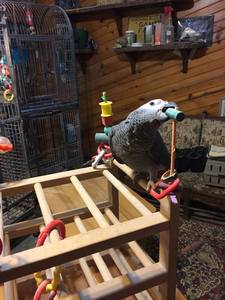 pic parrots and fertile parrot eggs for sale