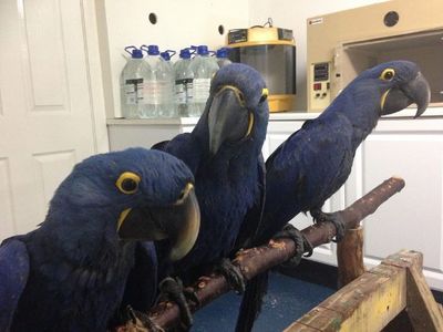 pic Parrots And Eggs For Sale. WhatsApp +