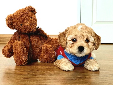pic Poochon-Toy Poodle Bichon Frise Mix