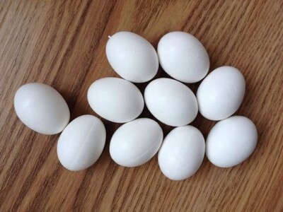 pic Fresh, Fertile Parrot And Parrots Eggs