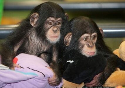 pic Cute Chimpanzee Monkeys for Sale